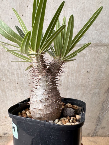 【現品限り】パキポディウム・グラキリス 大株 実生【B67】 Pachypodium gracilius