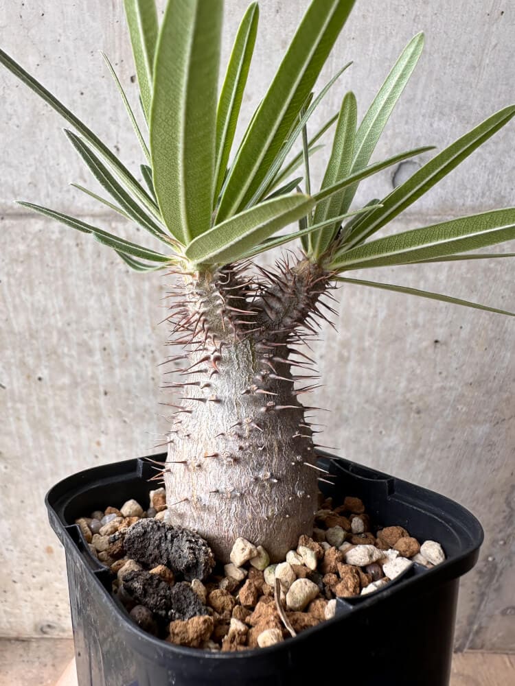 【現品限り】パキポディウム・グラキリス 大株 実生【B67】 Pachypodium gracilius