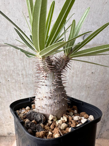 【現品限り】パキポディウム・グラキリス 大株 実生【B67】 Pachypodium gracilius