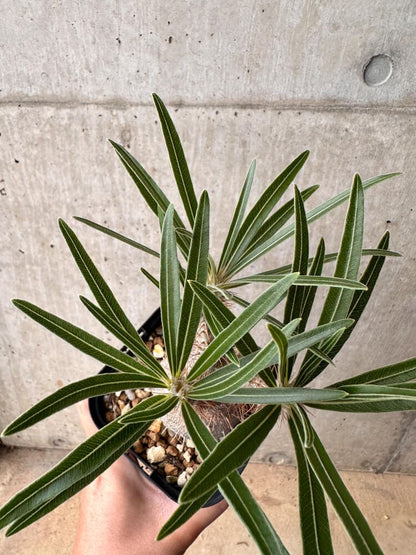 【現品限り】パキポディウム・グラキリス 大株 実生【B68】 Pachypodium gracilius
