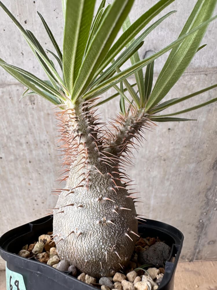 【現品限り】パキポディウム・グラキリス 大株 実生【B68】 Pachypodium gracilius