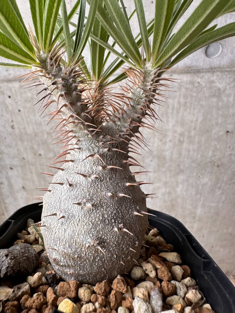 【現品限り】パキポディウム・グラキリス 大株 実生【B68】 Pachypodium gracilius