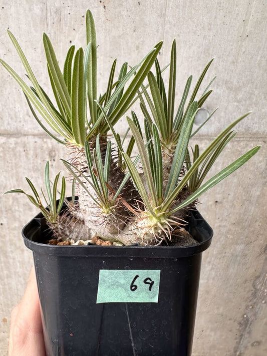 【現品限り】パキポディウム・グラキリス 大株 実生【B69】 Pachypodium gracilius