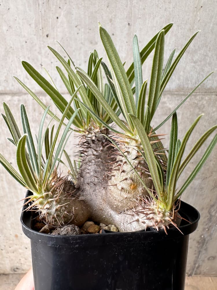 【現品限り】パキポディウム・グラキリス 大株 実生【B69】 Pachypodium gracilius