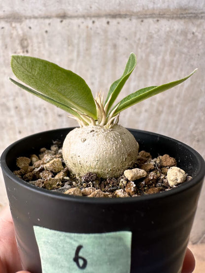 【現品限り】パキポディウム・エニグマチカム【B6】 Pachypodium enigmaticum