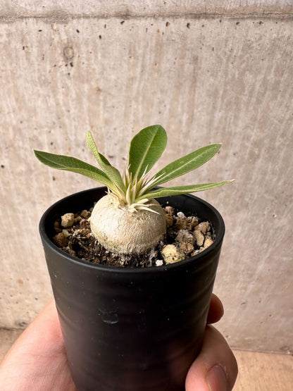【現品限り】パキポディウム・エニグマチカム【B6】 Pachypodium enigmaticum