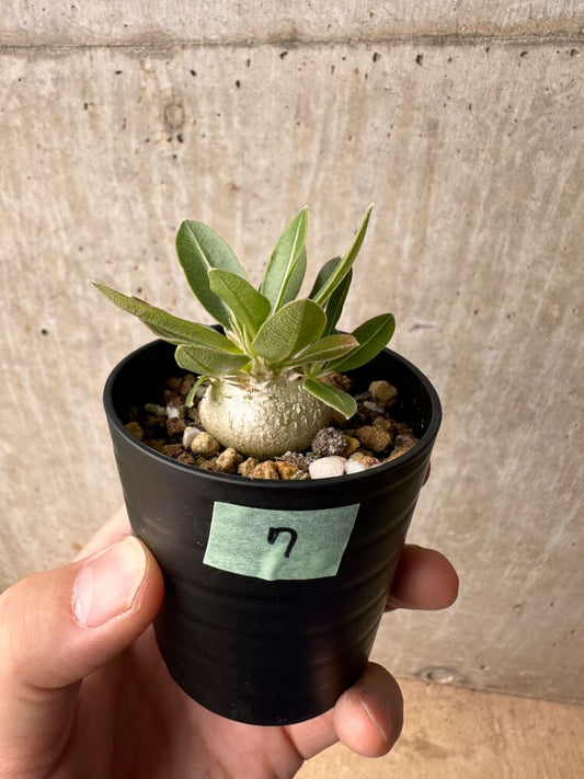 【現品限り】パキポディウム・エニグマチカム【B7】 Pachypodium enigmaticum