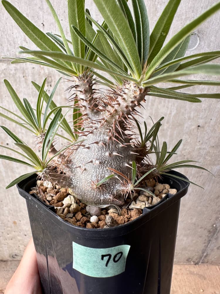 【現品限り】パキポディウム・グラキリス 大株 実生【B70】 Pachypodium gracilius