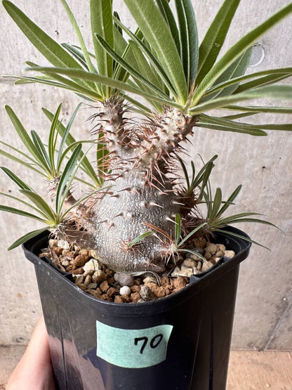 【現品限り】パキポディウム・グラキリス 大株 実生【B70】 Pachypodium gracilius