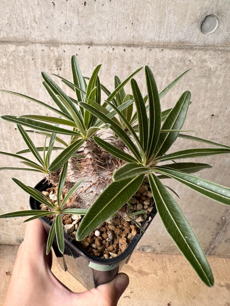 【現品限り】パキポディウム・グラキリス 大株 実生【B70】 Pachypodium gracilius