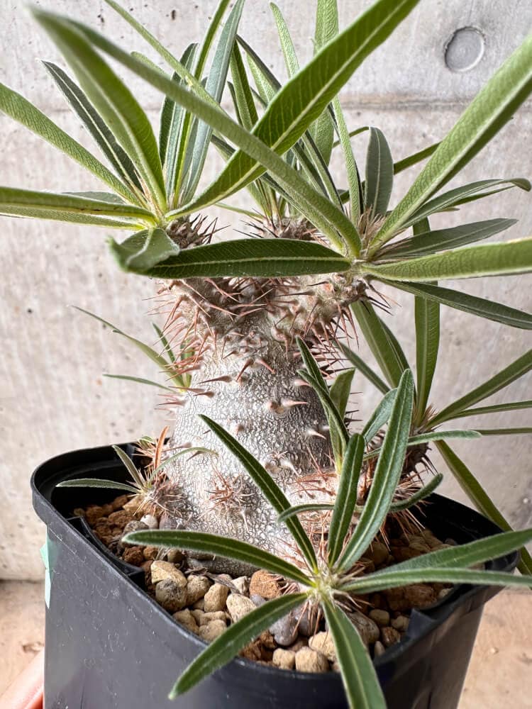 【現品限り】パキポディウム・グラキリス 大株 実生【B70】 Pachypodium gracilius