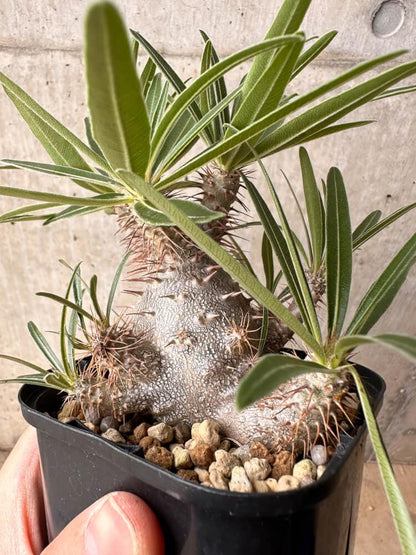 【現品限り】パキポディウム・グラキリス 大株 実生【B70】 Pachypodium gracilius