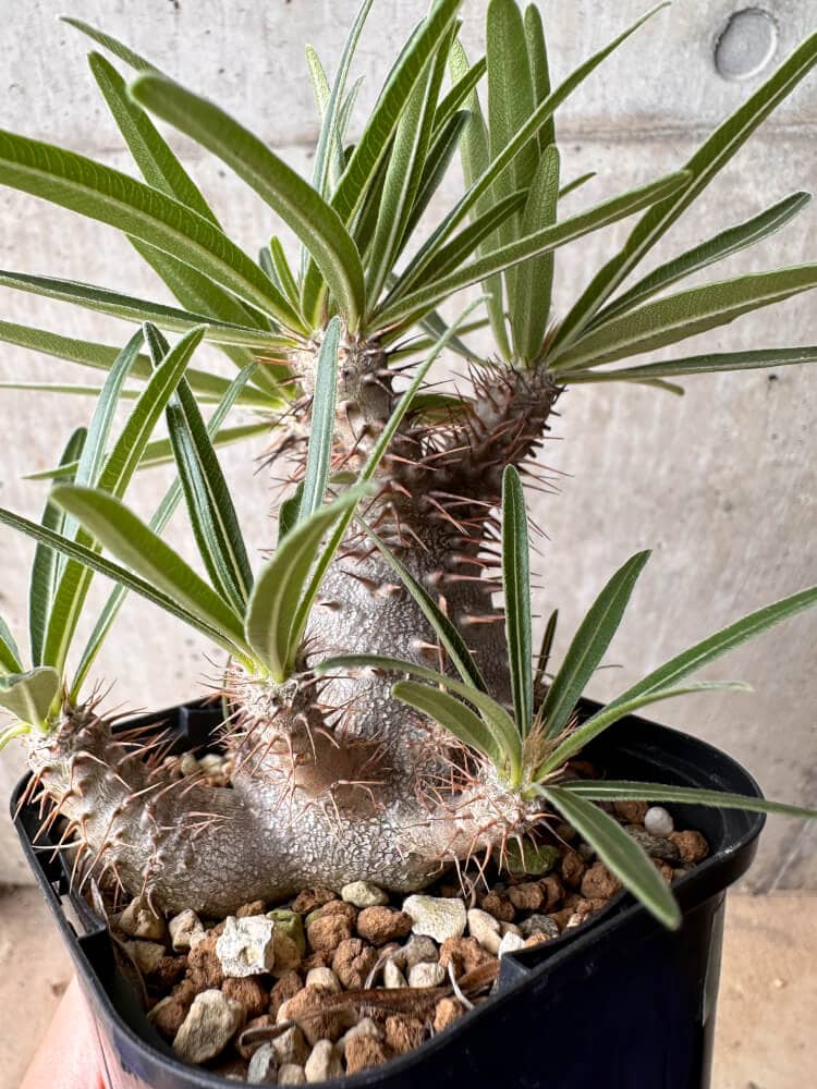 【現品限り】パキポディウム・グラキリス 大株 実生【B70】 Pachypodium gracilius