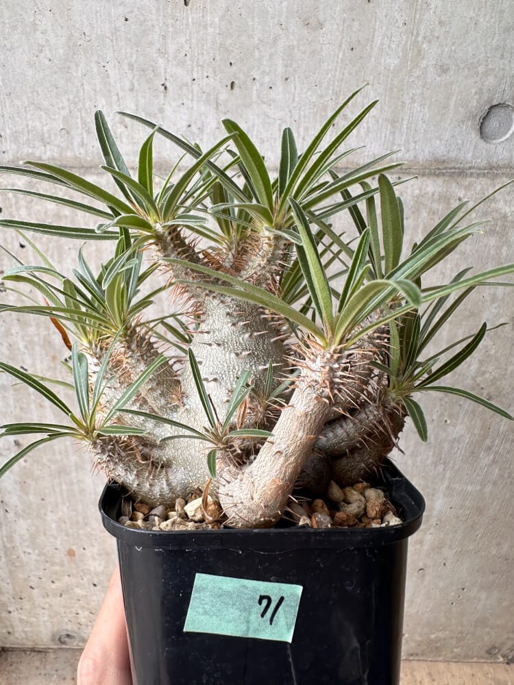 【現品限り】パキポディウム・グラキリス 大株 実生【B71】 Pachypodium gracilius