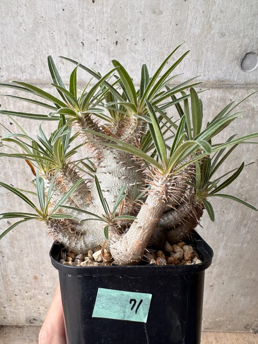 【現品限り】パキポディウム・グラキリス 大株 実生【B71】 Pachypodium gracilius