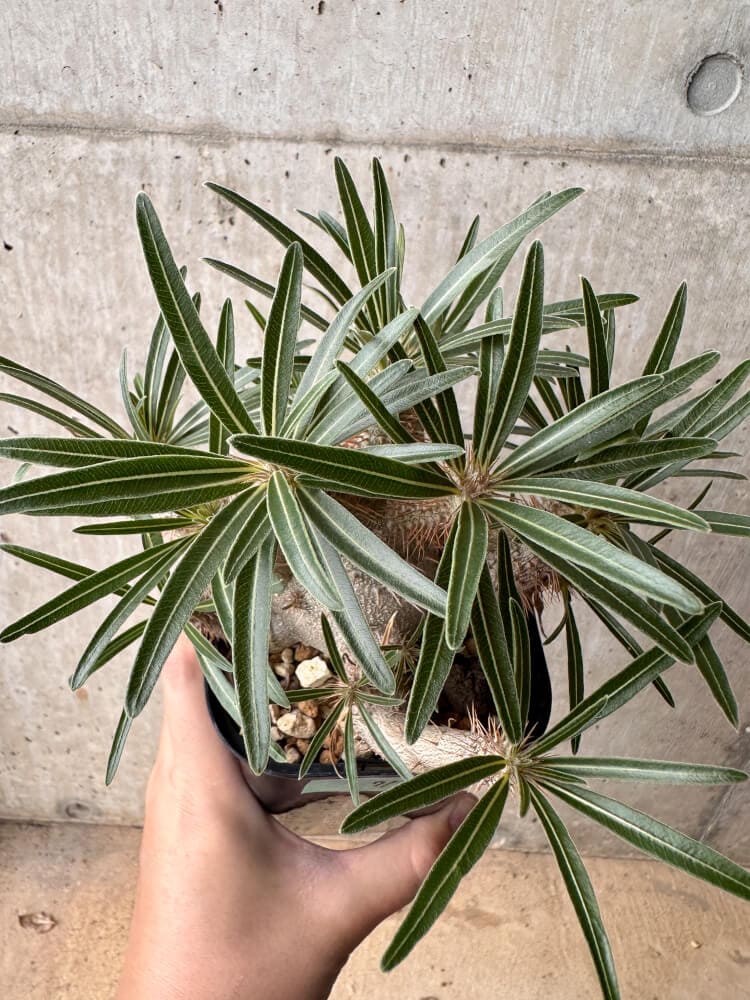 【現品限り】パキポディウム・グラキリス 大株 実生【B71】 Pachypodium gracilius