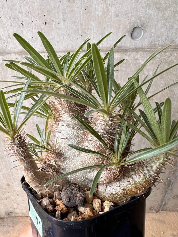 【現品限り】パキポディウム・グラキリス 大株 実生【B71】 Pachypodium gracilius