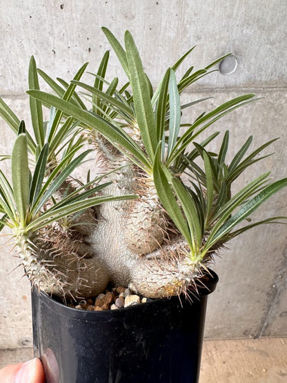【現品限り】パキポディウム・グラキリス 大株 実生【B71】 Pachypodium gracilius