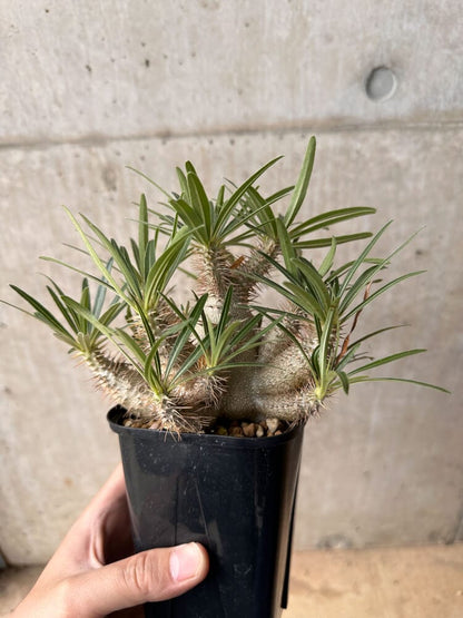 【現品限り】パキポディウム・グラキリス 大株 実生【B71】 Pachypodium gracilius
