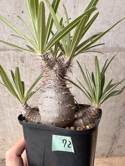 【現品限り】パキポディウム・グラキリス 大株 実生【B72】 Pachypodium gracilius