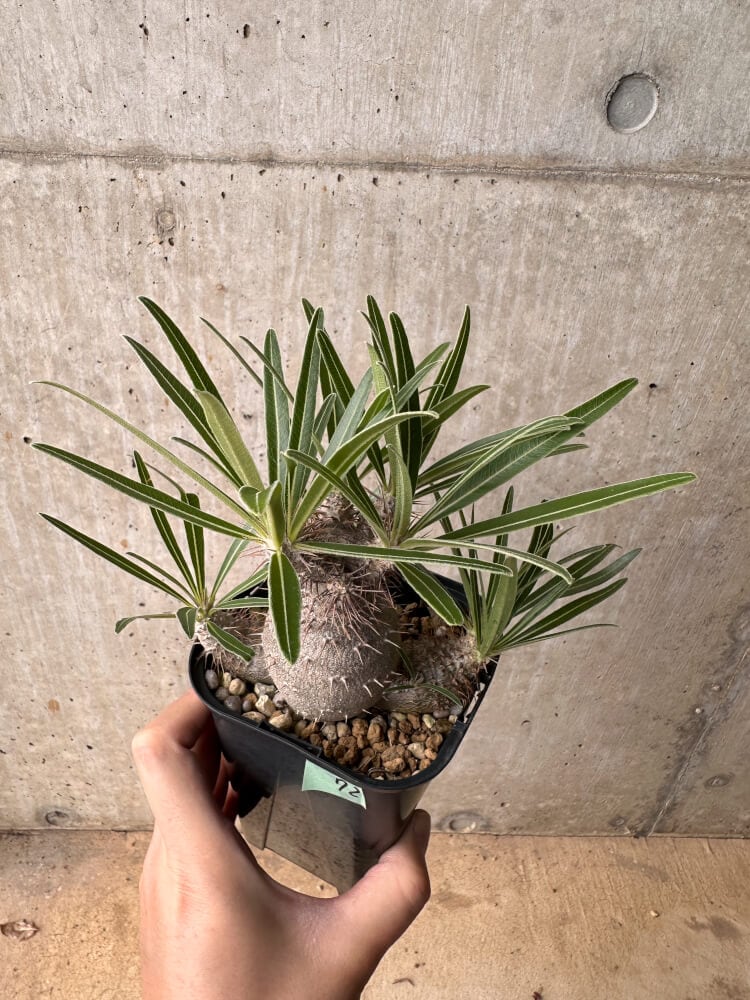【現品限り】パキポディウム・グラキリス 大株 実生【B72】 Pachypodium gracilius