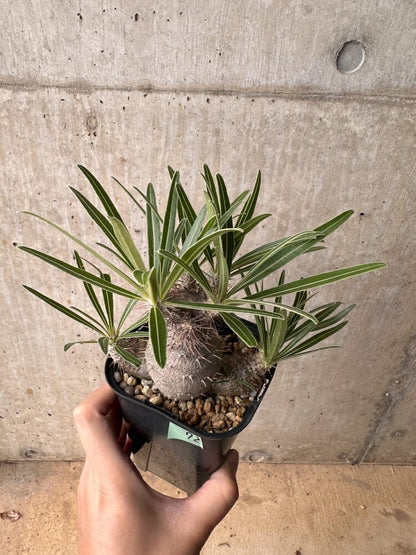 【現品限り】パキポディウム・グラキリス 大株 実生【B72】 Pachypodium gracilius