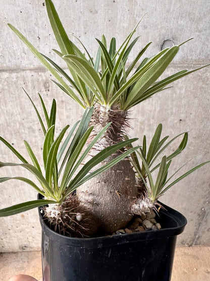 【現品限り】パキポディウム・グラキリス 大株 実生【B72】 Pachypodium gracilius