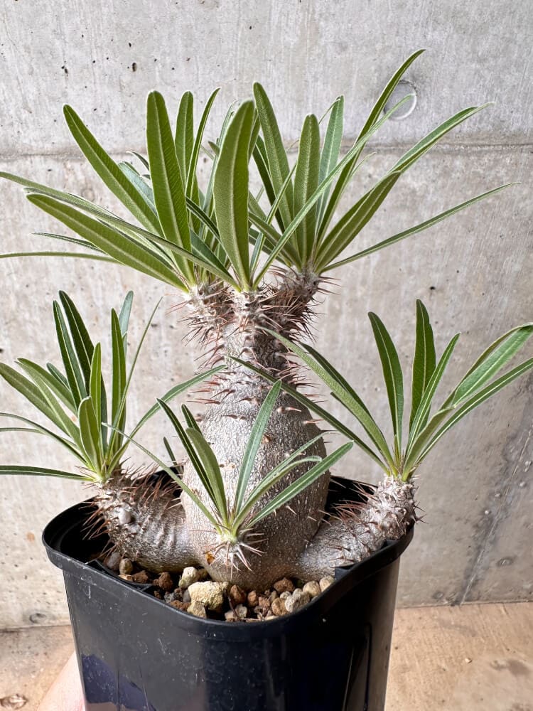 【現品限り】パキポディウム・グラキリス 大株 実生【B72】 Pachypodium gracilius