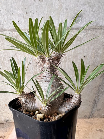 【現品限り】パキポディウム・グラキリス 大株 実生【B72】 Pachypodium gracilius