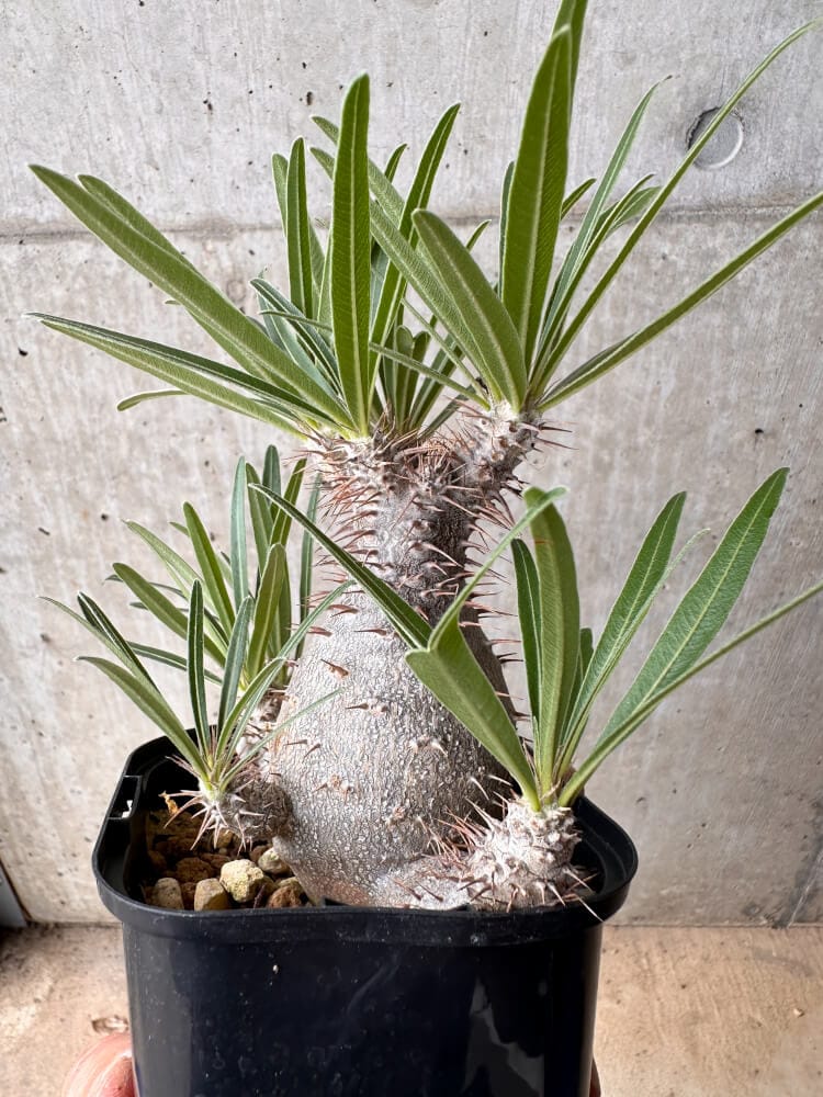 【現品限り】パキポディウム・グラキリス 大株 実生【B72】 Pachypodium gracilius