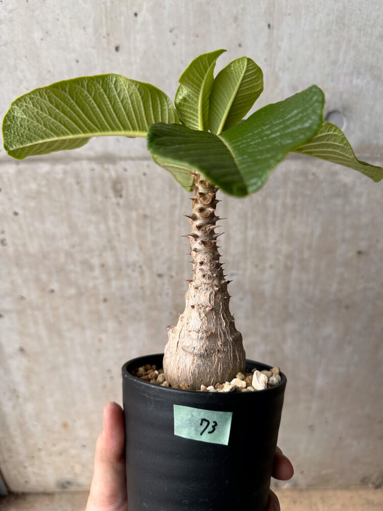 【現品限り】パキポディウム・ウィンゾリー 大株 実生【B73】 Pachypodium windsorii