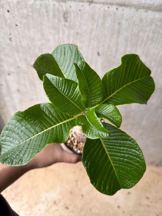 【現品限り】パキポディウム・ウィンゾリー 大株 実生【B73】 Pachypodium windsorii