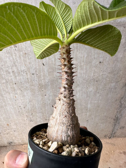 【現品限り】パキポディウム・ウィンゾリー 大株 実生【B73】 Pachypodium windsorii