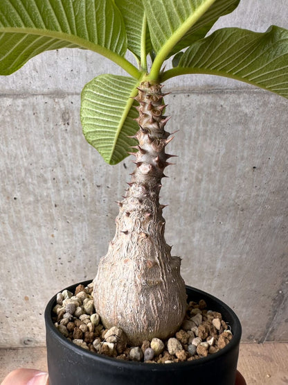 【現品限り】パキポディウム・ウィンゾリー 大株 実生【B73】 Pachypodium windsorii