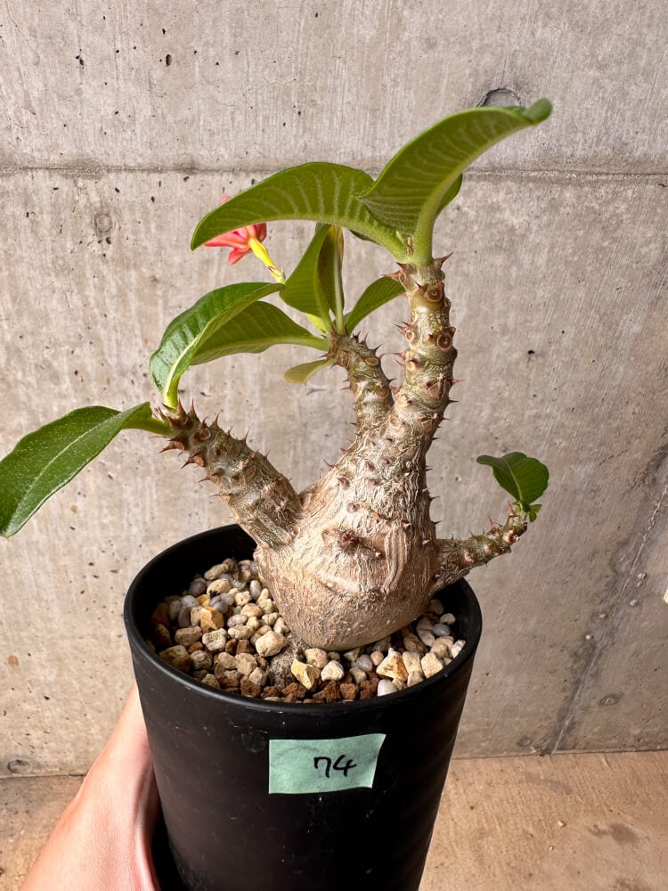 【現品限り】パキポディウム・ウィンゾリー 大株 実生【B74】 Pachypodium gracilius