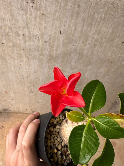 【現品限り】パキポディウム・ウィンゾリー 大株 実生【B74】 Pachypodium gracilius