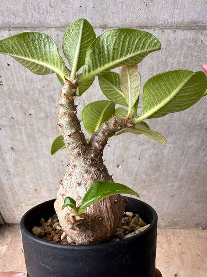 【現品限り】パキポディウム・ウィンゾリー 大株 実生【B74】 Pachypodium gracilius