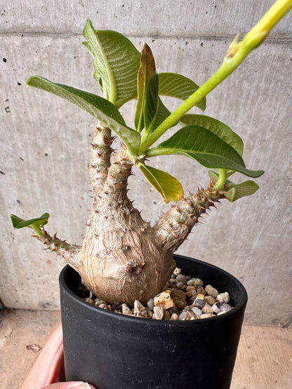 【現品限り】パキポディウム・ウィンゾリー 大株 実生【B74】 Pachypodium gracilius