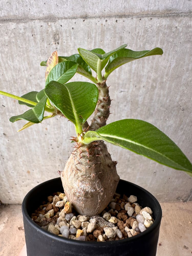 【現品限り】パキポディウム・ウィンゾリー 大株 実生【B74】 Pachypodium gracilius