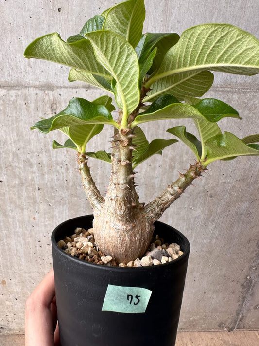 【現品限り】パキポディウム・ウィンゾリー 大株 実生【B75】 Pachypodium gracilius