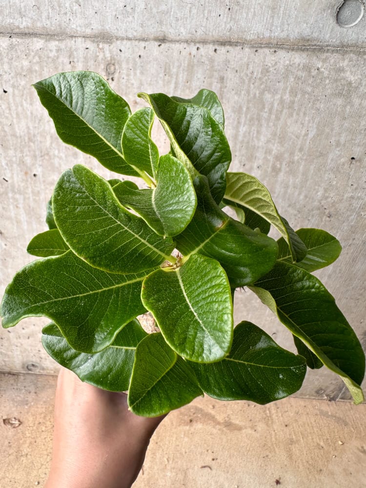 【現品限り】パキポディウム・ウィンゾリー 大株 実生【B75】 Pachypodium gracilius