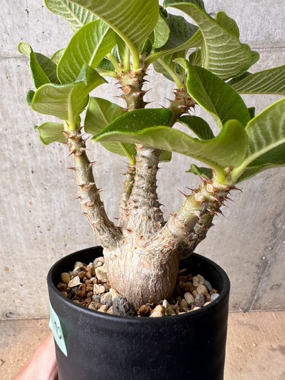 【現品限り】パキポディウム・ウィンゾリー 大株 実生【B75】 Pachypodium gracilius
