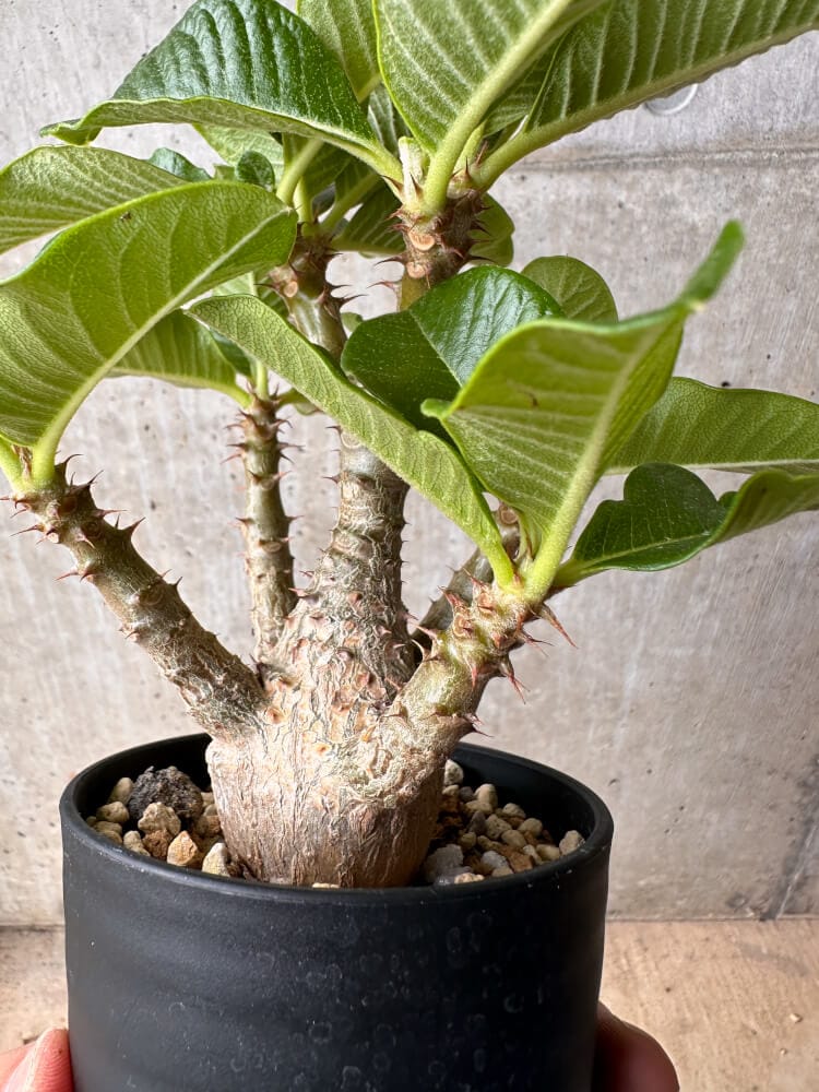 【現品限り】パキポディウム・ウィンゾリー 大株 実生【B75】 Pachypodium gracilius