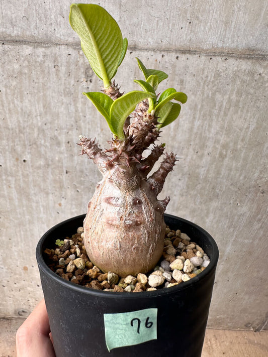 【現品限り】パキポディウム・ウィンゾリー 大株 実生【B76】 Pachypodium gracilius
