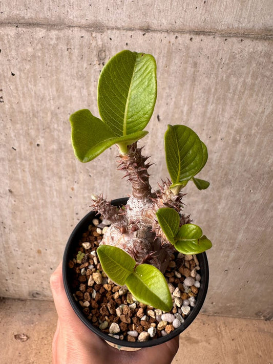 【現品限り】パキポディウム・ウィンゾリー 大株 実生【B76】 Pachypodium gracilius
