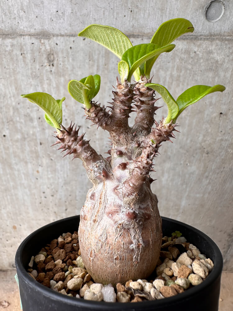 【現品限り】パキポディウム・ウィンゾリー 大株 実生【B76】 Pachypodium gracilius