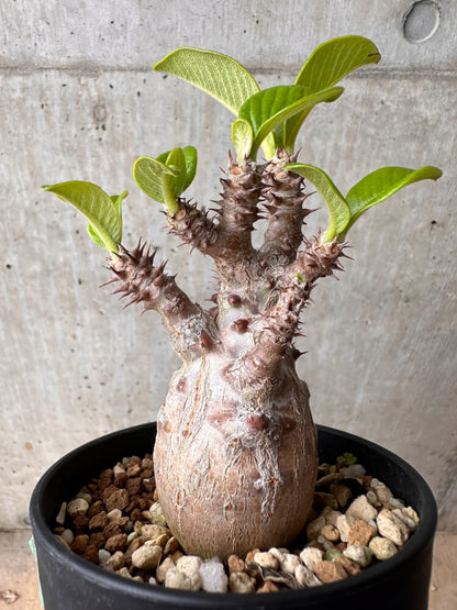 【現品限り】パキポディウム・ウィンゾリー 大株 実生【B76】 Pachypodium gracilius