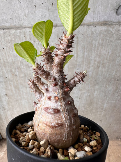 【現品限り】パキポディウム・ウィンゾリー 大株 実生【B76】 Pachypodium gracilius