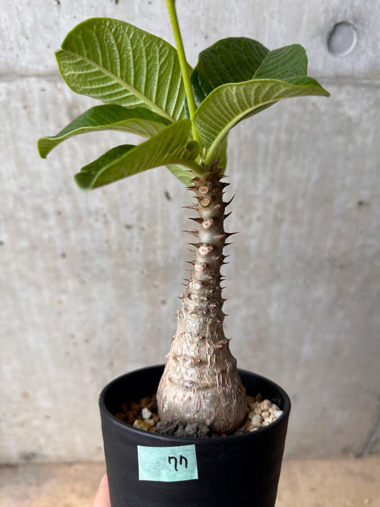 【現品限り】パキポディウム・ウィンゾリー 大株 実生【B77】 Pachypodium gracilius