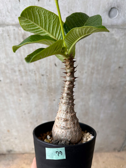 【現品限り】パキポディウム・ウィンゾリー 大株 実生【B77】 Pachypodium gracilius